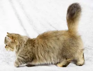 Photo №1. Mating service - breed: minuet cat longhair. Price - 237$