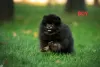 Photo №2 to announcement № 67383 for the sale of pomeranian - buy in Ukraine private announcement, breeder