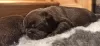 Additional photos: FCI French Bulldog puppies