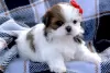 Photo №1. shih tzu - for sale in the city of Онфлёр | 528$ | Announcement № 31690