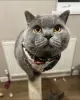 Photo №2 to announcement № 101673 for the sale of british shorthair - buy in Germany private announcement