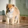 Photo №3. Shiba inu puppies. Serbia