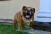 Photo №3. English Bulldog Male. Poland