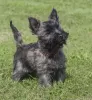 Photo №1. cairn terrier - for sale in the city of Stockholm | negotiated | Announcement № 113211