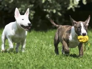 Additional photos: We had great puppies of the Miniature Bull Terrier.