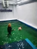 Additional photos: Swimming pool for dogs