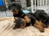 Photo №2 to announcement № 119708 for the sale of rottweiler - buy in Germany private announcement