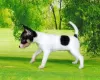 Photo №2 to announcement № 8282 for the sale of toy fox terrier - buy in Russian Federation breeder