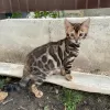 Photo №1. bengal cat - for sale in the city of Daugavpils | negotiated | Announcement № 26772