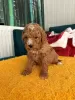 Additional photos: Miniature and toy poodles