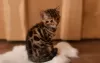 Photo №2 to announcement № 32040 for the sale of bengal cat - buy in Germany 