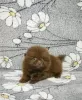 Photo №4. I will sell pomeranian in the city of Аланья. private announcement, breeder - price - negotiated