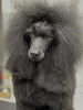 Photo №4. I will sell poodle (toy) in the city of Nysa. breeder - price - 2113$