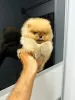 Photo №2 to announcement № 114828 for the sale of pomeranian - buy in Serbia 