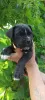 Additional photos: Purebred Cane Corso puppies