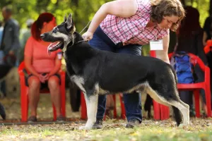 Additional photos: East European Shepherd Dog Puppy