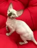 Photo №4. I will sell sphynx cat in the city of Kharkov. breeder - price - 554$