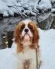 Additional photos: Gorgeous male Cavalier King Charles Spaniel