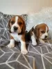 Photo №1. beagle - for sale in the city of Berlin | Is free | Announcement № 126393