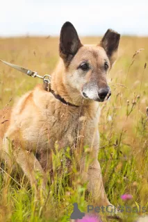 Additional photos: Well-mannered and comfortable dog for life