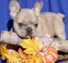 Photo №1. french bulldog - for sale in the city of Crystal Peaks | 380$ | Announcement № 125627