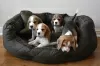 Photo №2 to announcement № 130510 for the sale of beagle - buy in United States private announcement