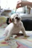 Photo №4. I will sell english bulldog in the city of Lipetsk. private announcement - price - 999$