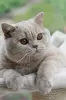 Photo №2 to announcement № 71099 for the sale of british shorthair - buy in Czech Republic breeder