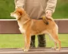 Photo №3. Shiba inu boy. Latvia