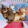 Photo №1. chihuahua - for sale in the city of Erlangen-Höchstadt | 150$ | Announcement № 129633