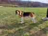 Photo №2 to announcement № 128607 for the sale of beagle - buy in Serbia breeder