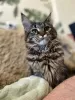 Photo №2 to announcement № 20356 for the sale of maine coon - buy in Russian Federation from nursery