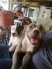 Additional photos: Blue American Staffordshire Terrier puppies