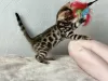 Photo №4. I will sell bengal cat in the city of Birmingham. private announcement, from nursery, breeder - price - negotiated