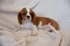 Photo №3. Puppies Cavalier King Charles Spaniel. Poland