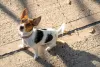 Photo №1. jack russell terrier - for sale in the city of Bethlehem of Galilee | negotiated | Announcement № 10860