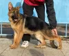 Photo №1. german shepherd - for sale in the city of Kishinev | 634$ | Announcement № 40065