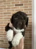 Additional photos: Lagotto Romagnolo puppies