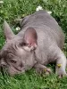 Additional photos: French bulldog puppies