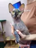 Additional photos: Canadian Sphynx kittens