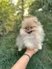 Additional photos: Pomeranian Spitz puppies