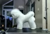 Additional photos: Bichon Frize (Curly Bichon) top male