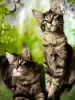 Photo №4. I will sell maine coon in the city of Ryazan. from nursery - price - negotiated