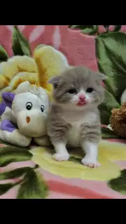 Photo №3. Cute little girl scottish fold. Ukraine