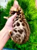 Photo №1. bengal cat - for sale in the city of Almaty | 500$ | Announcement № 82126