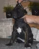 Additional photos: For sale beautiful puppies Cane Corso - boys and girls.