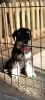 Photo №1. schnauzer - for sale in the city of Bačka Topola | negotiated | Announcement № 106718