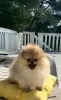 Photo №4. I will sell pomeranian in the city of Bar. from nursery - price - 1691$