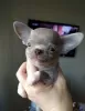 Photo №2 to announcement № 104811 for the sale of chihuahua - buy in Germany private announcement, breeder