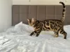 Photo №3. Gorgeous Bengal boy for breeding. United States